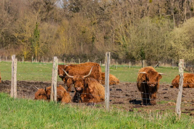 Vaches Highland aux longs poils roux dans un pré du Château de Bois Brinçon